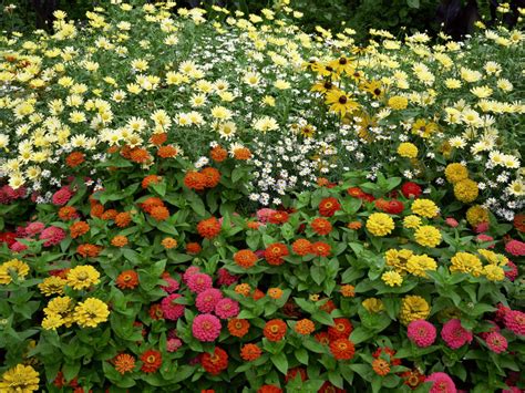 美丽的花园图片-百花齐放的美丽花园素材-高清图片-摄影照片-寻图免费打包下载