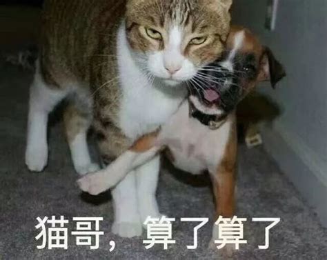 致扔猫人：你扔的不是猫，而是自己的良心！
