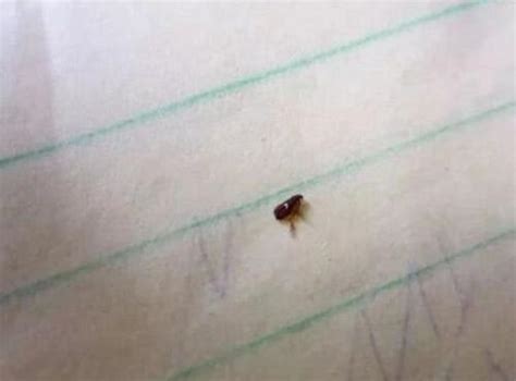 这是什么虫子，很小，还会跳着走，是跳蚤吗?