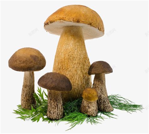 透明蘑菇png图片免费下载-素材7XikWajWk-新图网