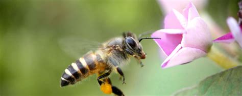 蜜蜂的翅膀有什么特点?
