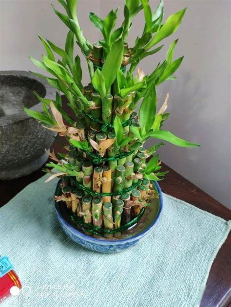 富贵竹的水培方法 - 花百科