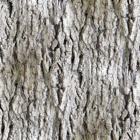白桦树树皮材质贴图 (109) - 草图大师模型