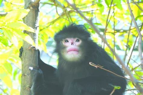 【中国科学报】红外相机揭示怒江金丝猴种群之谜----中国科学院