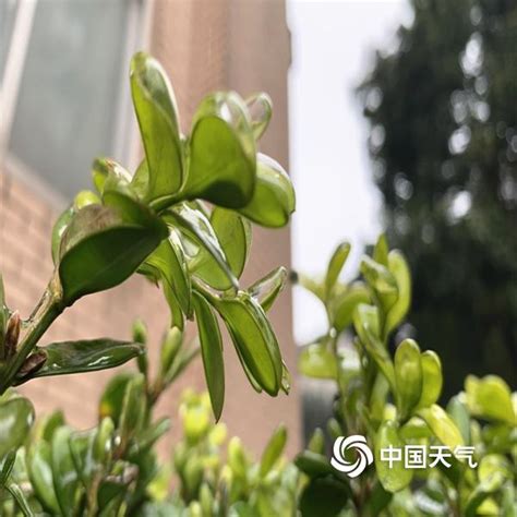武汉现冻雨天气 地面绿植宛如 穿上水晶装-图片-中国天气网