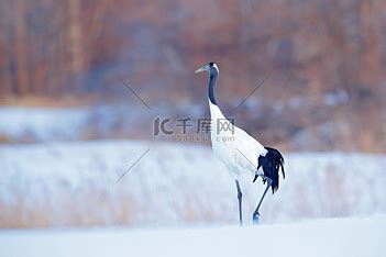 鹤雪图片