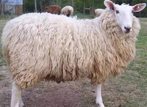 湖南黑山羊养殖基地 出售黑山羊 努比亚黑山羊格-阿里巴巴
