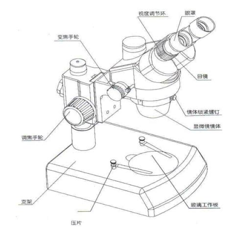 2.双筒型显微镜-基础医学-医学