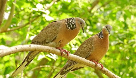 寻常可见的“野鸽子”珠颈斑鸠，通常为一夫一妻制|斑鸠|珍珠|珠颈斑鸠_新浪新闻