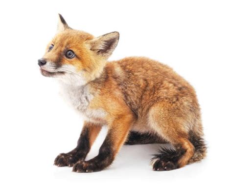 在日本这个狐狸村 你甚至能抱抱刚出生的小狐狸_凤凰资讯