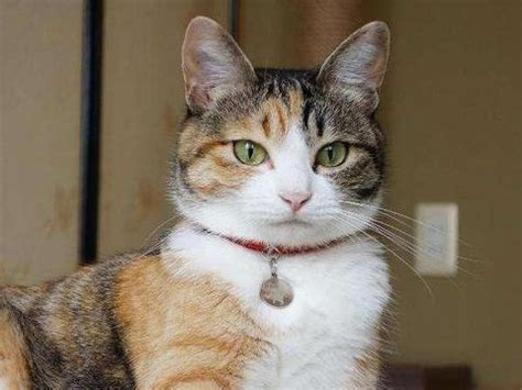 狸花猫图片