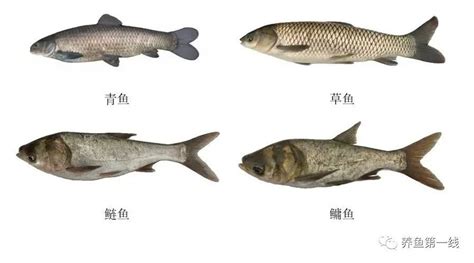 草鱼和青鱼口感的区别 - 百科 - 酷钓鱼
