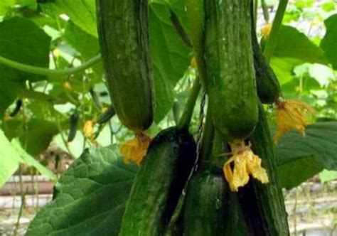 露地黄瓜何时种植，你一定要知道的几点！_气候