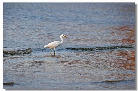 海边的白鹭鸟高清摄影大图-千库网
