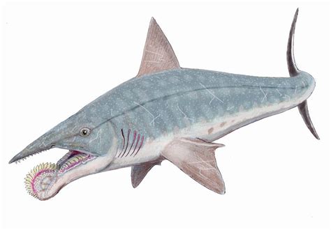 贝松旋齿鲨:一种下巴内卷的远古鲨鱼(牙齿堪比锉刀)-小狼观天下