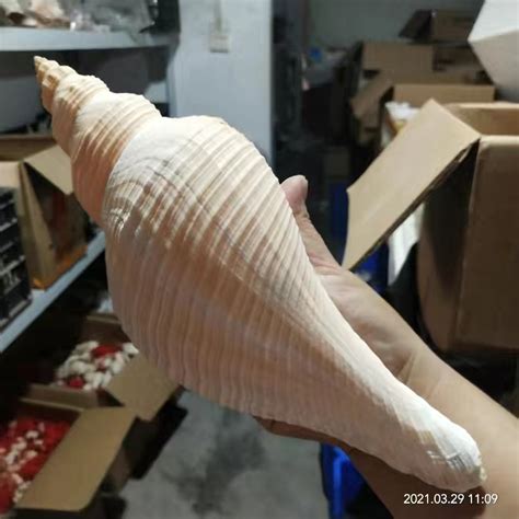 天然海螺贝壳阿拉伯马丁长鼻螺稀少标本螺收藏珊瑚装饰纪念品-阿里巴巴