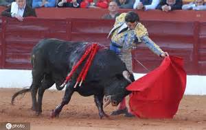 西班牙斗牛最精彩的一场赛事，看的人热血沸腾，牛输的跪下了