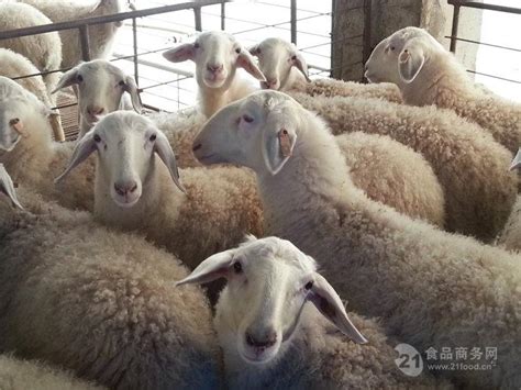 今日全国活羊价格表 全国肉羊价格一览表批发价格 山东济宁 羊-食品商务网