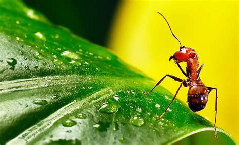 红蚂蚁】摄影图片】广州生态摄影_太平洋电脑网摄影部落