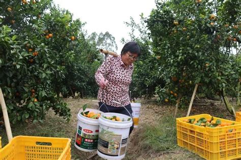 工友家的柑橘采摘销售遇困，工会娘家人组织职工志愿者帮忙解决_四川在线