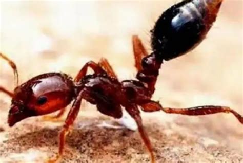 长达5000公里，蚂蚁群落为何能如此庞大？蚂蚁是社会性最强的生物|蚂蚁|群落|社会性_新浪新闻