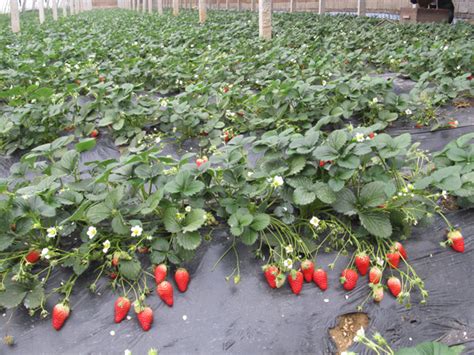 草莓种植区-农场风采-泰安三棵树家庭农场