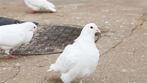 新手养鸽子养几只适宜 鸽子的科学饲养方法及管理 | 说明书网