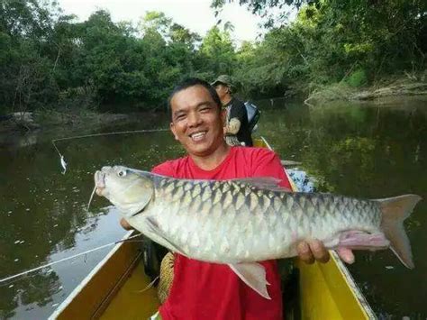 马来西亚淡水鱼,鱼类(第2页)_大山谷图库