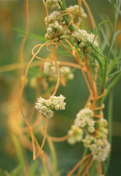 菟丝子 Cuscuta chinensis ，旋花科菟丝子… - 堆糖，美图壁纸兴趣社区