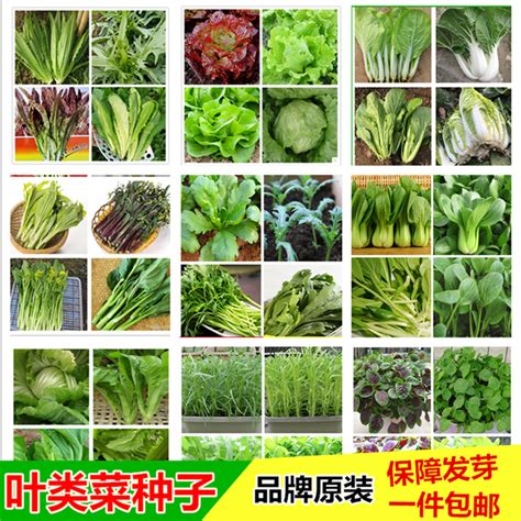 常见的100种蔬菜名称（常见的100种蔬菜名称图片中文） | 大商梦
