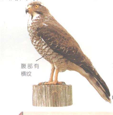 传承千年驯鹰习俗 新疆阿合奇为何称为中国“猎鹰”的故乡