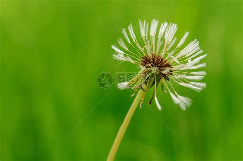 绿色草地上的花朵很美阳光高清图片下载-正版图片507378975-摄图网
