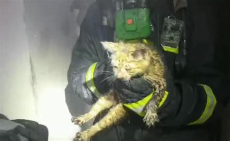 消防员暖心救起井底小猫