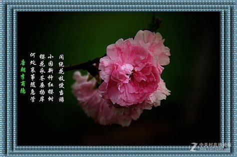 关于樱花的诗文你知道几篇？