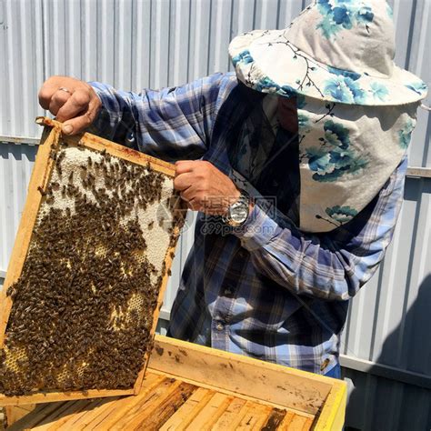 有的蜜蜂慢地飞到养蜂人那里高清图片下载-正版图片506208689-摄图网