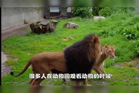 狮子遇上巨蟒，一番打斗也没能逃脱被活吞的下场，镜头记录全过程