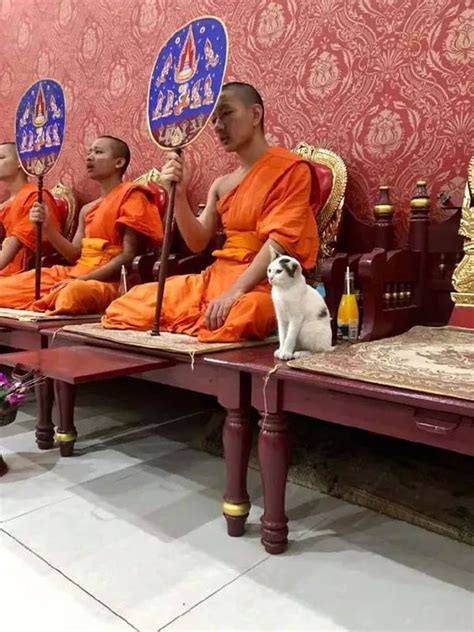 这只猫陪着一群僧人在打坐，一开始还乖乖的坐在位置上，下一秒...__凤凰网