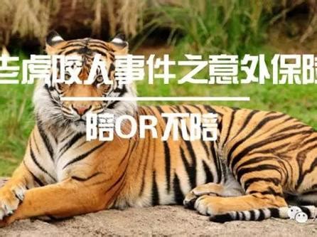 老虎吃人视频2017_视频在线观看-爱奇艺搜索