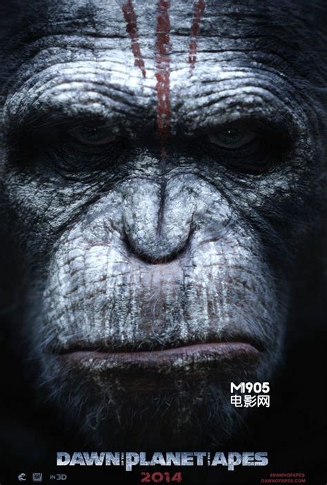 大猩猩金刚-腾讯视频全网搜