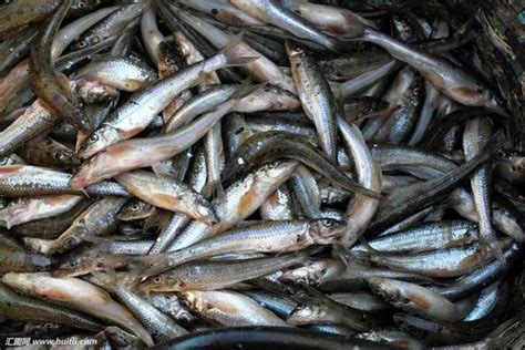 市场｜淡水鱼价格低迷，专家提醒：注意高温影响！