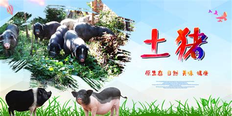 生态猪肉海报图片_生态猪肉海报设计素材_红动中国