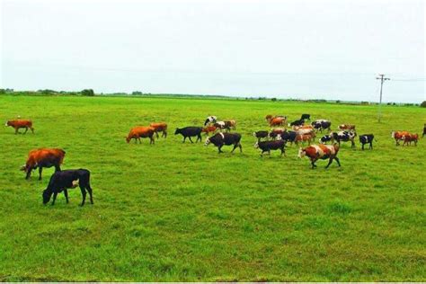 畜牧业需持续提升现代化水平 推进结构转型和模式更新 - 农业 - 中国产业经济信息网