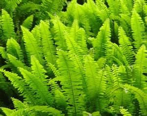 肾蕨图片