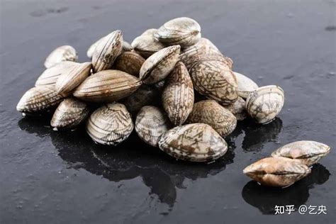 贝壳的种类图片和名字,贝壳种类大全,50种珍稀贝壳_大山谷图库