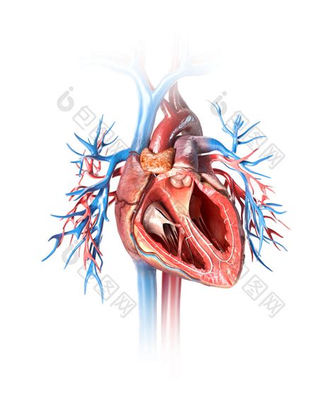 在心脏的各腔中.相通的是( )A．左心房和主动脉B．右心室和肺静脉C．左心室和上腔静脉D．右心房和下腔静脉 题目和参考答案——青夏教育精英家教网——