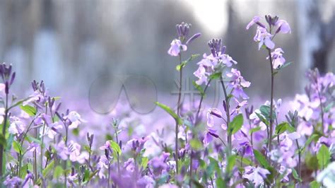 田野里的紫色野花—高清视频下载、购买_视觉中国视频素材中心