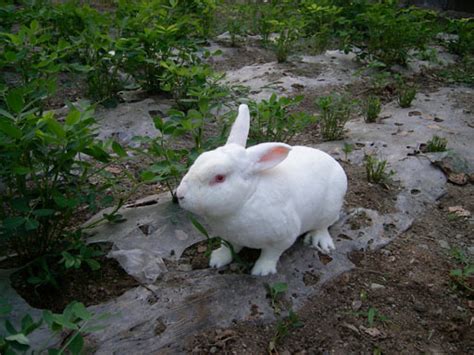 獭兔怎么养殖 獭兔的养殖技巧_知秀网