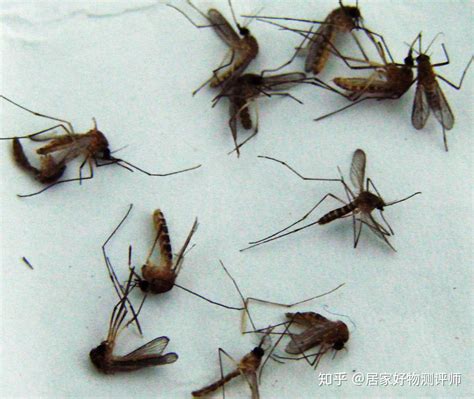 蚊子在吸血时为何不能拍死？显微镜下放大50倍，看完让人害怕__凤凰网