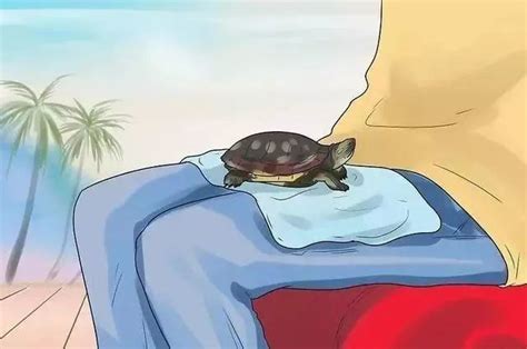养的乌龟努力爬上沙发，主人都佩服它的毅力！