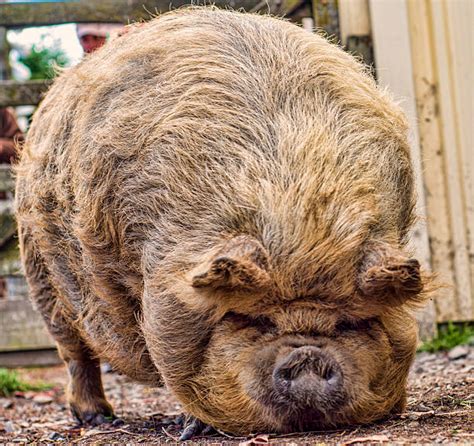 Royalty Free Big Fat Pig Pictures, Images and Stock Photos - iStock